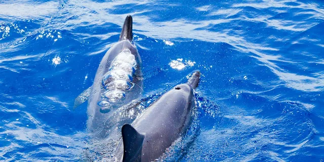 Maui Snorkeling Adventure at Molokini and Turtle Sites - Image 5