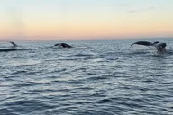 Oceanside Whale Watching Tour 150 Min thumbnail 2