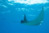 Kailua Kona Manta Ray Night Snorkel thumbnail 4