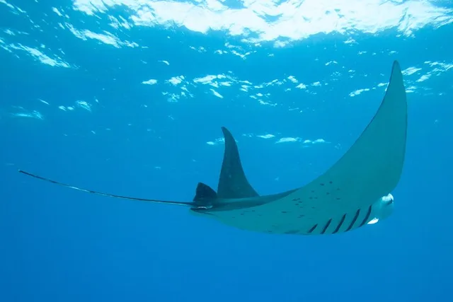Kailua Kona Manta Ray Night Snorkel - Image 4