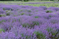 New York Farm and Outlet Shopping Tour thumbnail 5