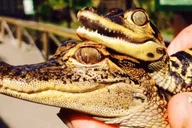 Everglades Airboat Adventure in Weston 1 hr thumbnail 4
