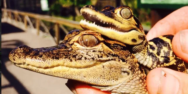 Everglades Airboat Adventure in Weston 1 hr - Image 4