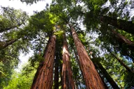 San Francisco Hop-On Hop-Off and Muir Woods Tour thumbnail 5