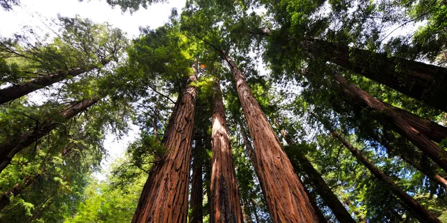 San Francisco Hop-On Hop-Off and Muir Woods Tour - Image 5