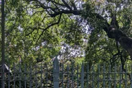 New Orleans French Quarter Walking Tour thumbnail 4