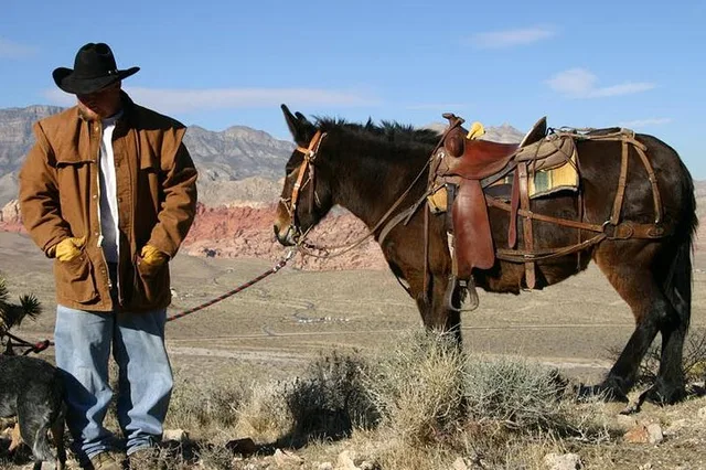 Las Vegas Horseback Riding in Red Rock Canyon 2 hr - Image 1