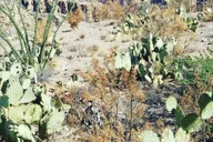 Phoenix Apache Trail Day Tour thumbnail 5