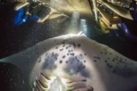 Kona Manta Ray Snorkel Tour thumbnail 1