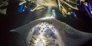 Kona Manta Ray Snorkel Tour