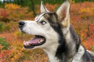 Denali Tundra Walk with Sled Dogs 1 hr thumbnail 3