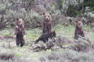 Jackson Hole Private Sunrise Tour thumbnail 3