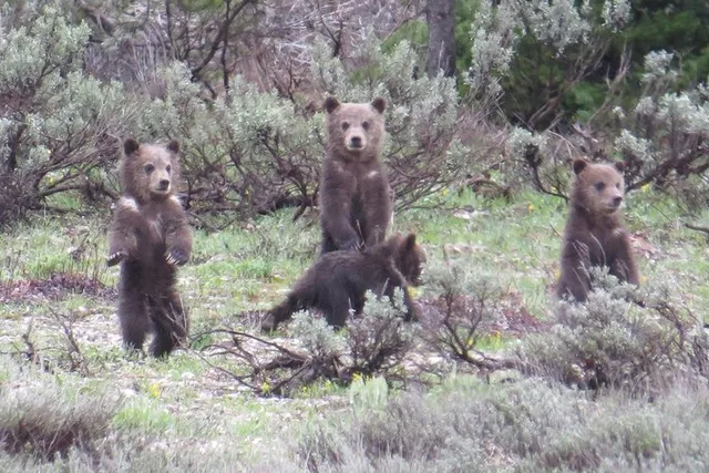 Jackson Hole Private Sunrise Tour - Image 3