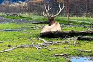 Anchorage Wildlife Tour at Alaska Conservation Center thumbnail 5