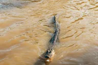 New Orleans Swamp Boat Tour thumbnail 5
