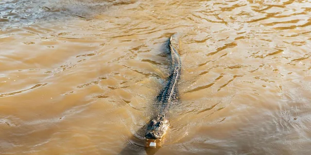 New Orleans Swamp Boat Tour - Image 5