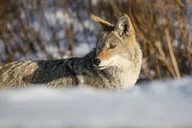 Yellowstone Winter Wildlife Watching Tour thumbnail 4