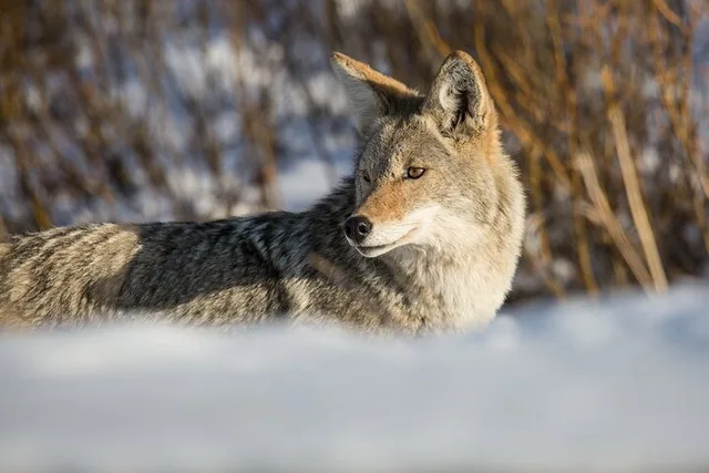 Yellowstone Winter Wildlife Watching Tour - Image 4