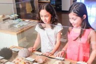 San Diego Natural History Museum Ticket thumbnail 5