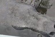 Merritt Island Kayak Rental with Manatee & Dolphin Sightings 1 hr thumbnail 1
