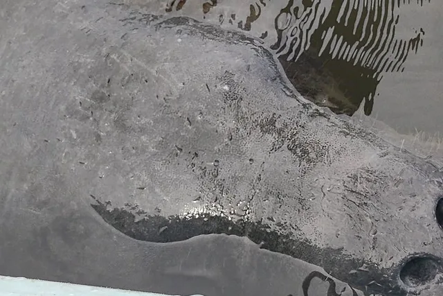 Merritt Island Kayak Rental with Manatee & Dolphin Sightings 1 hr - Image 1