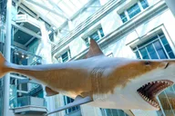 Washington DC Smithsonian Natural History Private Tour thumbnail 6