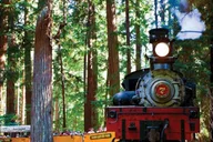Santa Cruz Redwood Forest Day Trip from San Francisco thumbnail 2