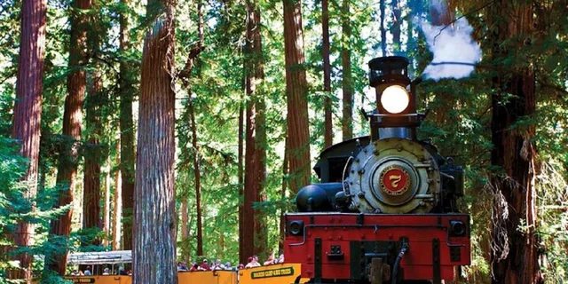 Santa Cruz Redwood Forest Day Trip from San Francisco - Image 2