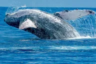 Ma'alaea Whale Watching Tour Aboard Catamaran thumbnail 1