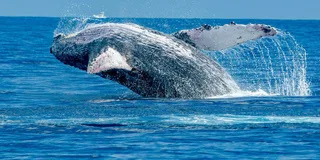 Ma'alaea Whale Watching Tour Aboard Catamaran