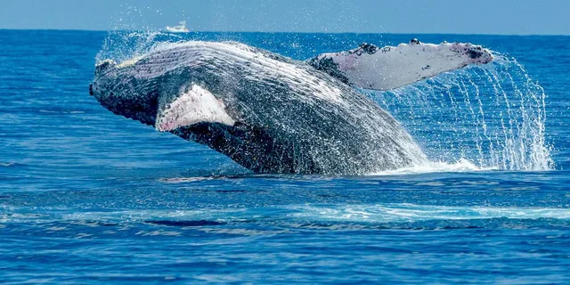 Ma'alaea Whale Watching Tour Aboard Catamaran - Image 1
