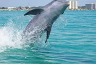 Panama City Beach Nature & Marine Viewing Tour thumbnail 4