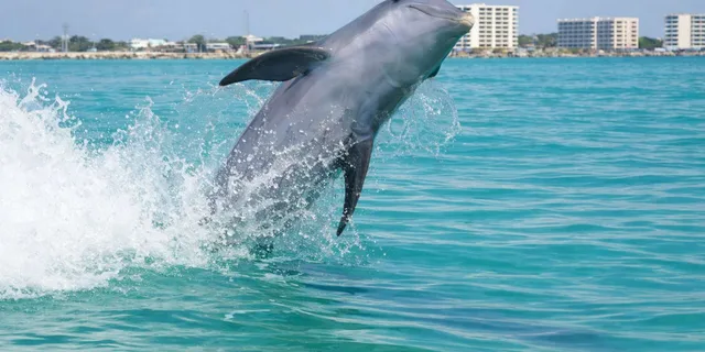 Panama City Beach Nature & Marine Viewing Tour - Image 4