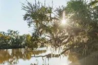 New Orleans Swamp Boat Tour thumbnail 3