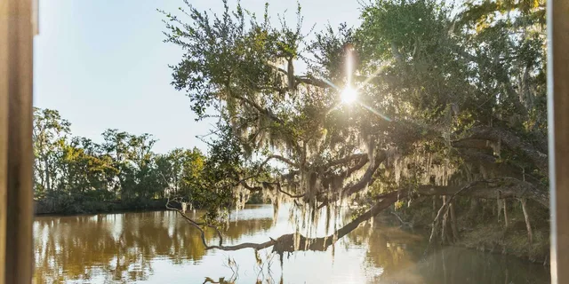 New Orleans Swamp Boat Tour - Image 3