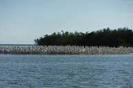 Goodland Dolphin, Birding, and Shelling Tour 2 hr thumbnail 1