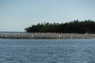 Goodland Dolphin, Birding, and Shelling Tour 2 hr