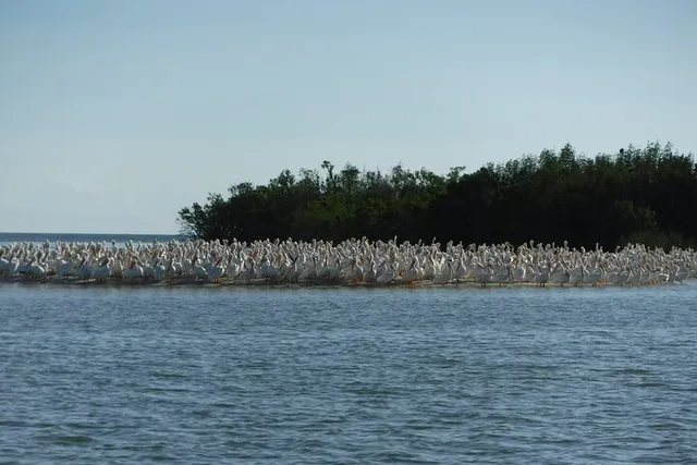 Goodland Dolphin, Birding, and Shelling Tour 2 hr - Image 1