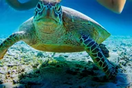 Kailua Kona Snorkeling Tour at Kealakekua Bay 3 hr thumbnail 4