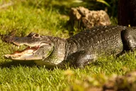 Miami Everglades Airboat and Wildlife Tour thumbnail 4