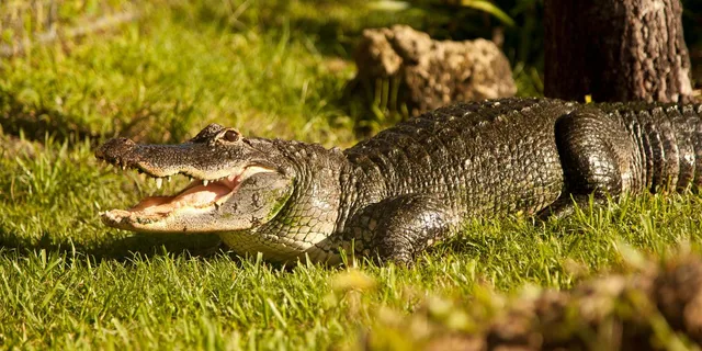 Miami Everglades Airboat and Wildlife Tour - Image 4