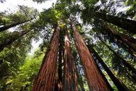 San Francisco Muir Woods and Sausalito Tour Half Day thumbnail 1