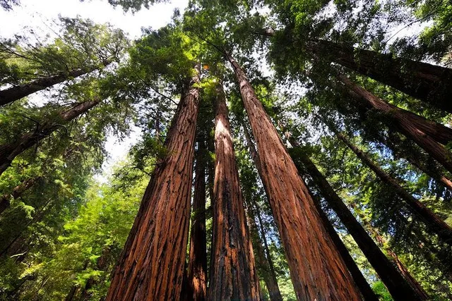San Francisco Muir Woods and Sausalito Tour Half Day - Image 1
