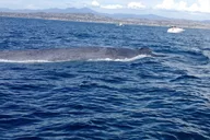 California Whale Watching and Fishing Excursion thumbnail 2