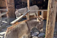 Oatman Old West Town Tour: Route 66 & Black Mountain thumbnail 3