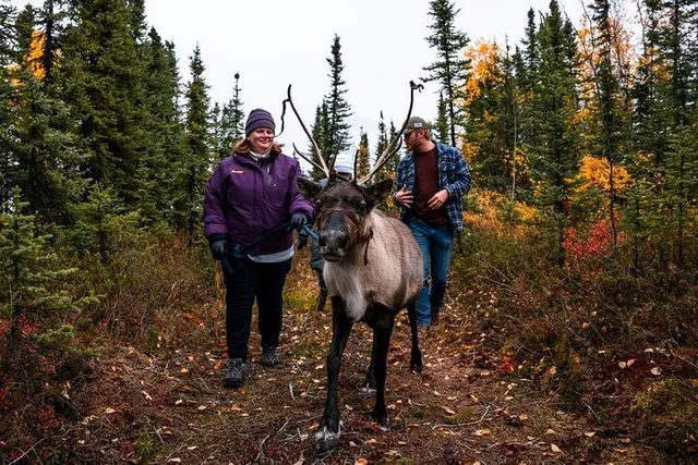Fairbanks Reindeer Walking Experience 1 hr - Image 6