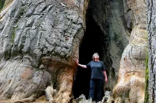 Yosemite Glacier Point and Giant Sequoias Hiking Tour