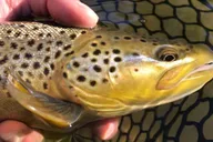 Heber Valley Fly Fishing Experience thumbnail 4