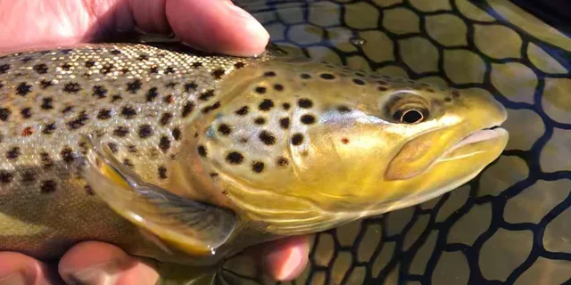 Heber Valley Fly Fishing Experience - Image 4