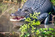 New Orleans Swamp and Bayou Boat Tour thumbnail 1